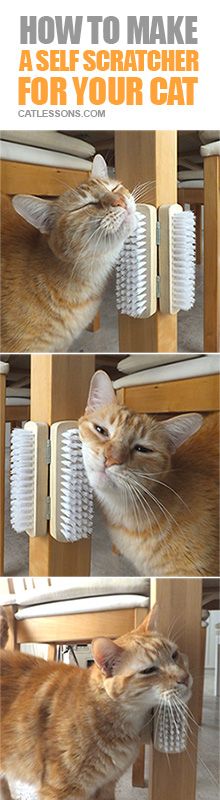 the cat is playing with the combs on the table and trying to get it out