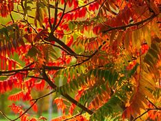 red and yellow leaves are on the branches of a tree in front of a green field