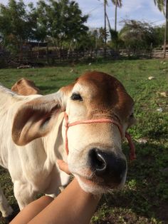 a brown and white cow standing on top of a lush green field next to a person