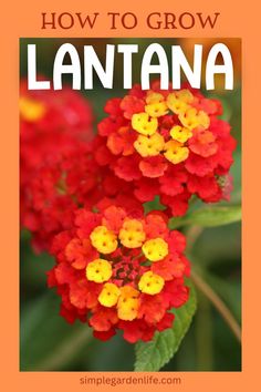 an orange and yellow flower with the words how to grow lantana on it