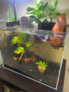 an aquarium filled with plants and dirt on top of a table next to a potted plant