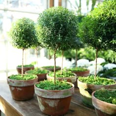 there are many potted plants on the table