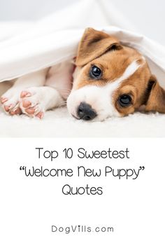 a brown and white dog laying under a blanket with the words top 10 sweetest welcome new puppy quotes