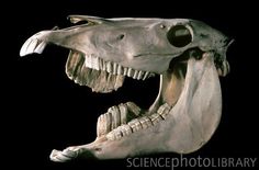 an animal skull with its mouth open and teeth missing from it's jaw, against a black background