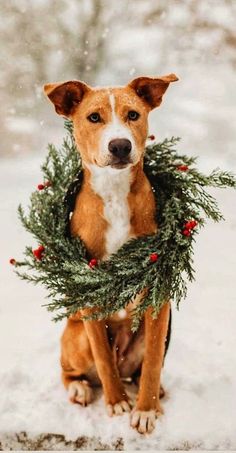 a brown and white dog sitting in the snow with a wreath around its neck,