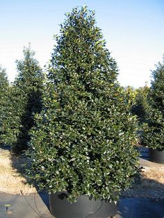 a large potted tree in the middle of a field with other trees behind it