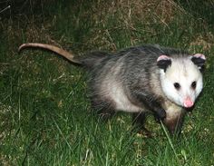 an oposs walking through the grass with its tongue sticking out