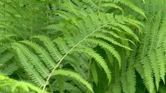 the green leaves of a fern plant