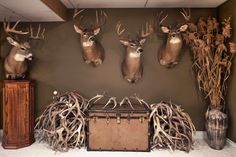 deer heads mounted on the wall above a trunk