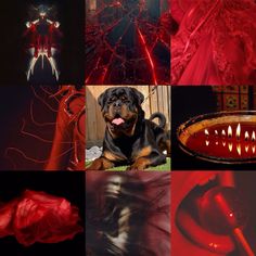 a collage of photos with red and black colors, including a dog's head