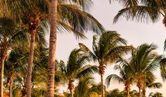 palm trees line the beach as the sun sets