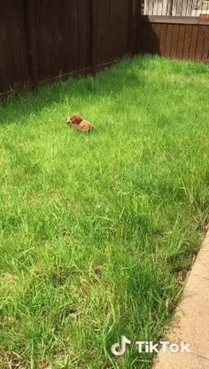 a small brown dog laying on top of a lush green grass covered field next to a wooden fence