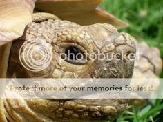 an image of a tortoise with the caption that reads, let's more of your memories for less