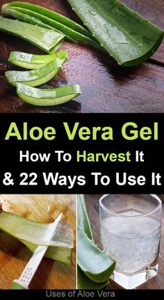 aloe vera gel how to harvest it and 22 ways to use it