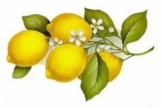 three lemons with green leaves and white flowers on them are depicted in this painting