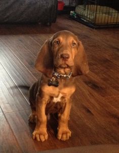 a brown dog sitting on top of a wooden floor