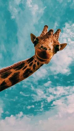 a giraffe's head and neck is shown against a blue sky with clouds