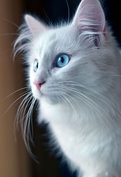 a white cat with blue eyes staring at something