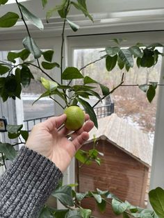 a person holding an apple in front of a window with green leaves on the outside