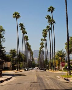 a street lined with palm trees on both sides and a stop sign in the middle