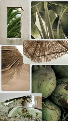 several different pictures of palm trees and coconuts in various stages of growth, from green to brown