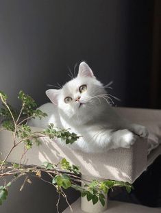 a white cat laying on top of a table next to a plant