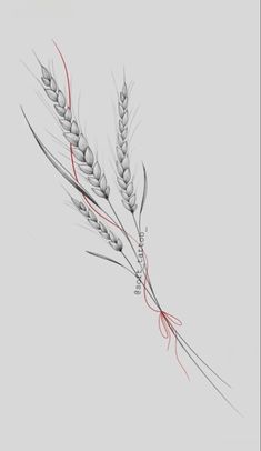 a drawing of two stalks of wheat on a gray background, with red lines in the middle