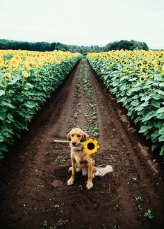 a dog sitting in the middle of a sunflower field