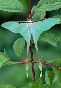 a blue and white moth sitting on top of a green leafy plant with red stems