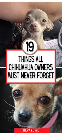 two chihuahuas with the caption 19 things all chihuahua owners must never forget