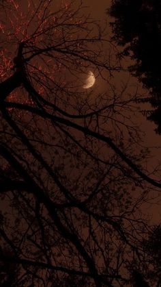 the moon is seen through some trees at night