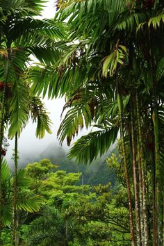 some trees and bushes with clouds in the background