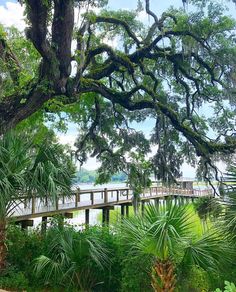 a wooden bridge over a river surrounded by lush green plants and trees with lots of leaves