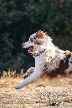 a brown and white dog is running in the grass