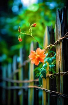 an orange flower is growing on the side of a wooden fence with barbed wire behind it