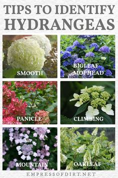 different types of flowers with the words tips to identify hydrangeas on them and below