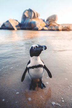 a small penguin standing on top of a sandy beach