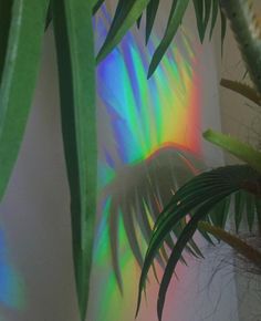 a plant with green leaves in front of a rainbow colored wall