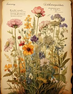 an old book with flowers and plants on the pages, including daisies, cornflowers, and other wildflowers