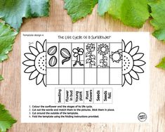 the life cycle of a sunflower worksheet for kids to learn how to use it