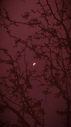 the moon is seen through some branches on a foggy night in this photo taken from my bedroom window