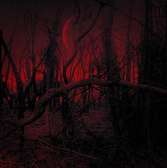 the red light is shining through the trees in the dark night time forest with no leaves on it