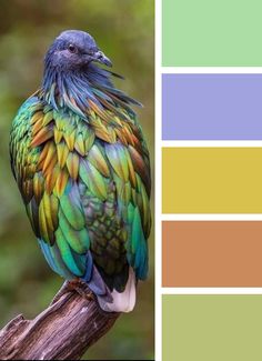 a colorful bird sitting on top of a tree branch next to a color swatch