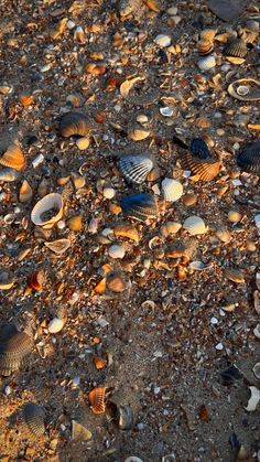 several seashells on the sand and gravel