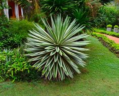 a large green plant sitting in the middle of a garden