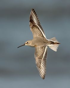 a bird flying in the air with it's wings spread out and its beak extended