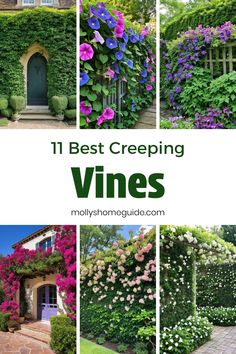 the 11 best creeping vines to grow in your yard