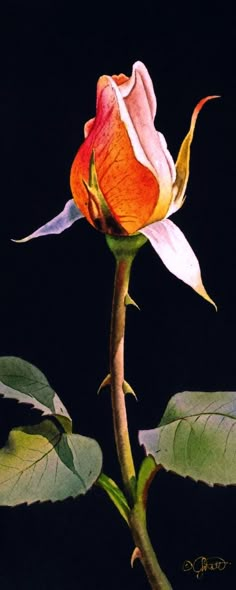 an orange and white rose with green leaves