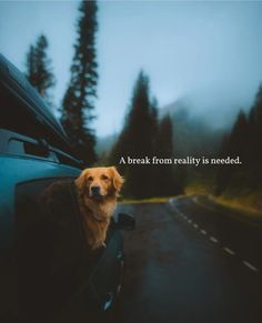 a brown dog sitting in the back of a car on top of a wet road