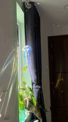 a cat standing on its hind legs in front of a window looking at a jellyfish